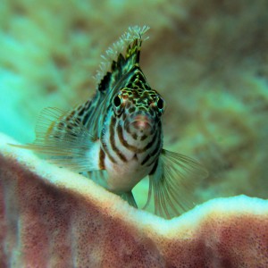 Hawkfish