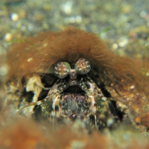 Mantis shrimp (wearing a wig)