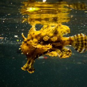 Sargassum Frogfish