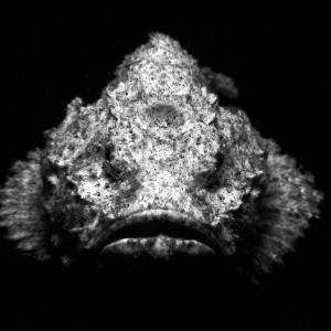 Humpback Scorpionfish