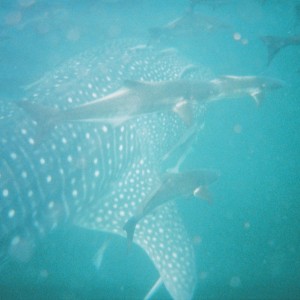 Whaleshark13