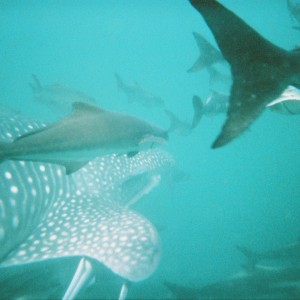 Whaleshark21