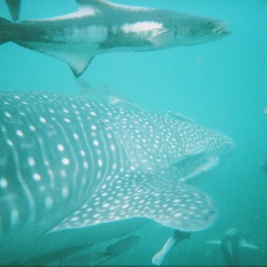 Whaleshark31