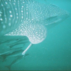 Whaleshark41