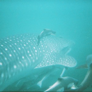 Whaleshark5