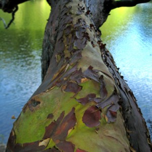 Madrone