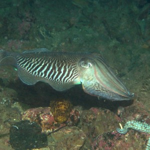 UK Warte Wales Cuttlefish Wales 2004
