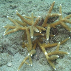 Staghorn Coral Lauderdale by the Sea