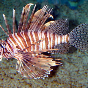 LionFish-1