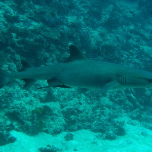 whitetip_reef