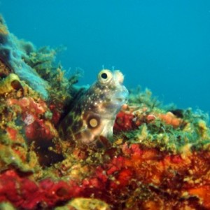 Delicate Blenny, Subic Bay, Philippines