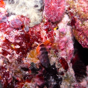 Blenny10