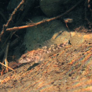 Sculpin7