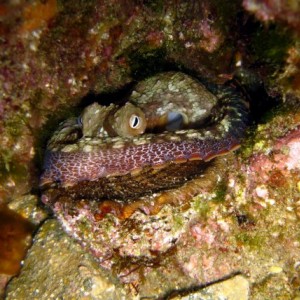 Octopus eating a Wavy Turbansnail