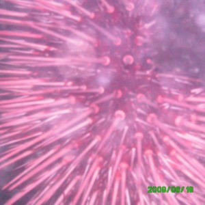 2009-06-18_09_Red_Sea_Urchin