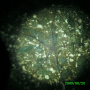 2009-06-26_05_Long_Armed_Brittle_Star