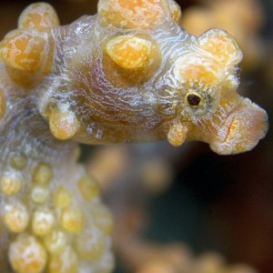 Pygmy Seahorse Portrait