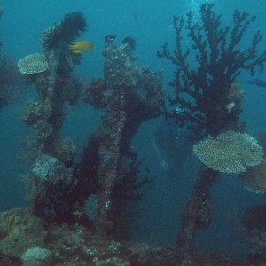 coral on the wreck