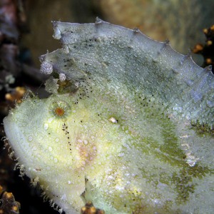 White Leaf Scorpionfish