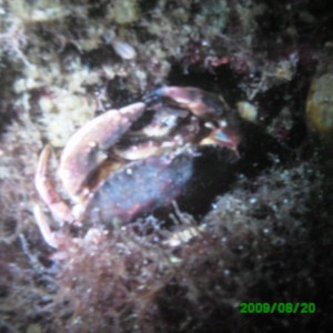 2009-08-20_15_Red_Rock_Crab_Horny_