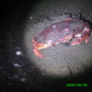2009-09-03_04_Red_Rock_Crab