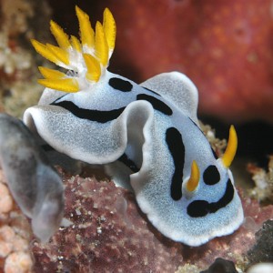 Nudibranch, Diana's Chromodoris