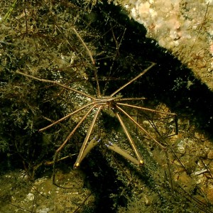 Ft. Pickens, FL 090409 Arrow Crab