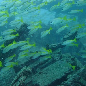 Yellow finned baracuda on Roger's Wreck