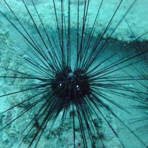 Sea Urchins!