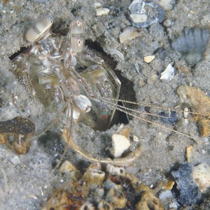 shrimp1201