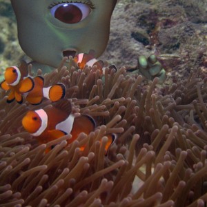 Finding Nemo