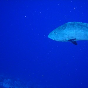 big black grouper