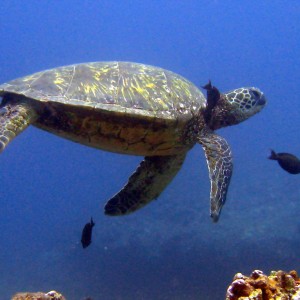 turtle_cleaning1