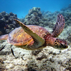 turtle_swimming1