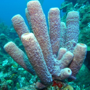 Seldom Reef, Curacao