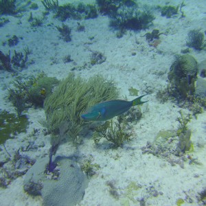 Cozumel Dive 2009