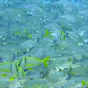 Cozumel Dive 2009