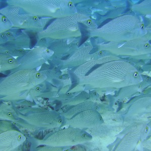 Cozumel Dive 2009