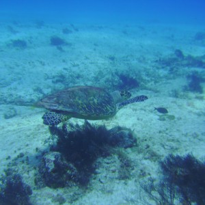 Cozumel Dive 2009