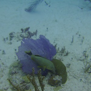 Cozumel Dive 2009