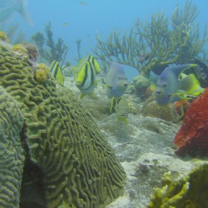 Cozumel Dive 2009