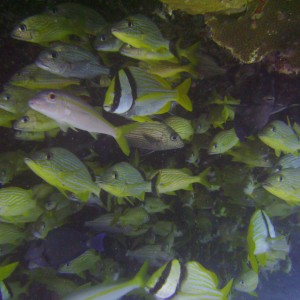 Cozumel Dive 2009