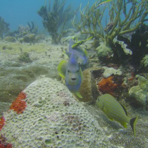 Cozumel Dive 2009