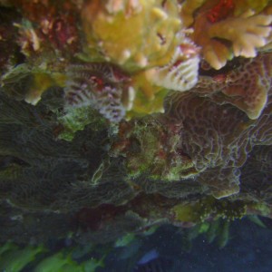 Cozumel Dive 2009