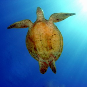 wheeler turtle2