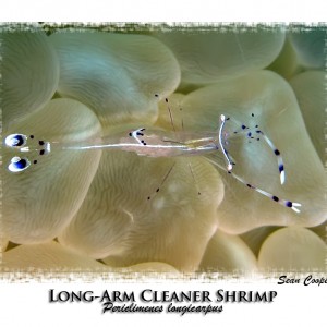 Long-armed Cleaner Shrimp