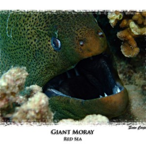 Giant Moray