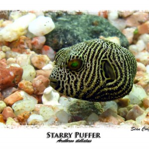 Starry Puffer (Juvenile)