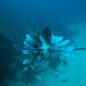 lionfish kill