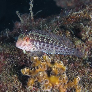 Blenny1400